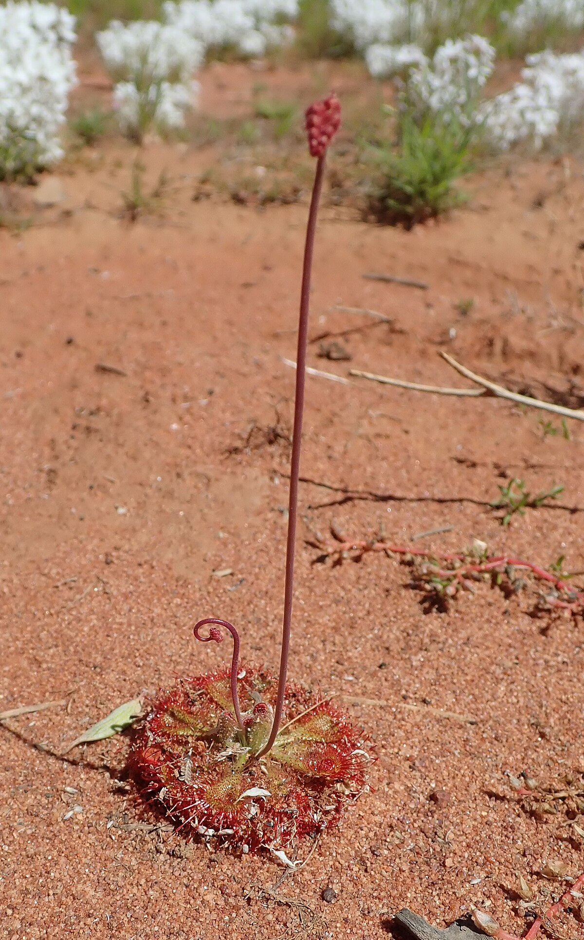 Drosera burmanni