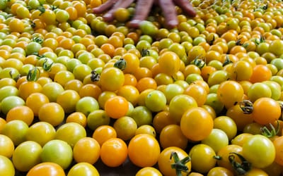 Solanum lycopersicum