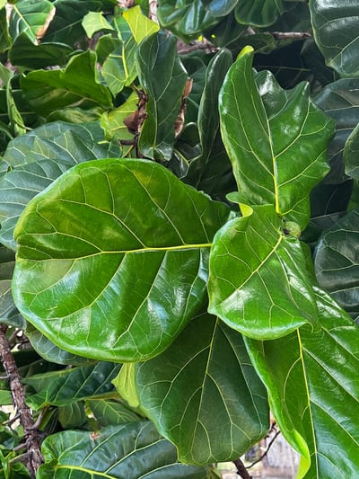 Ficus lyrata