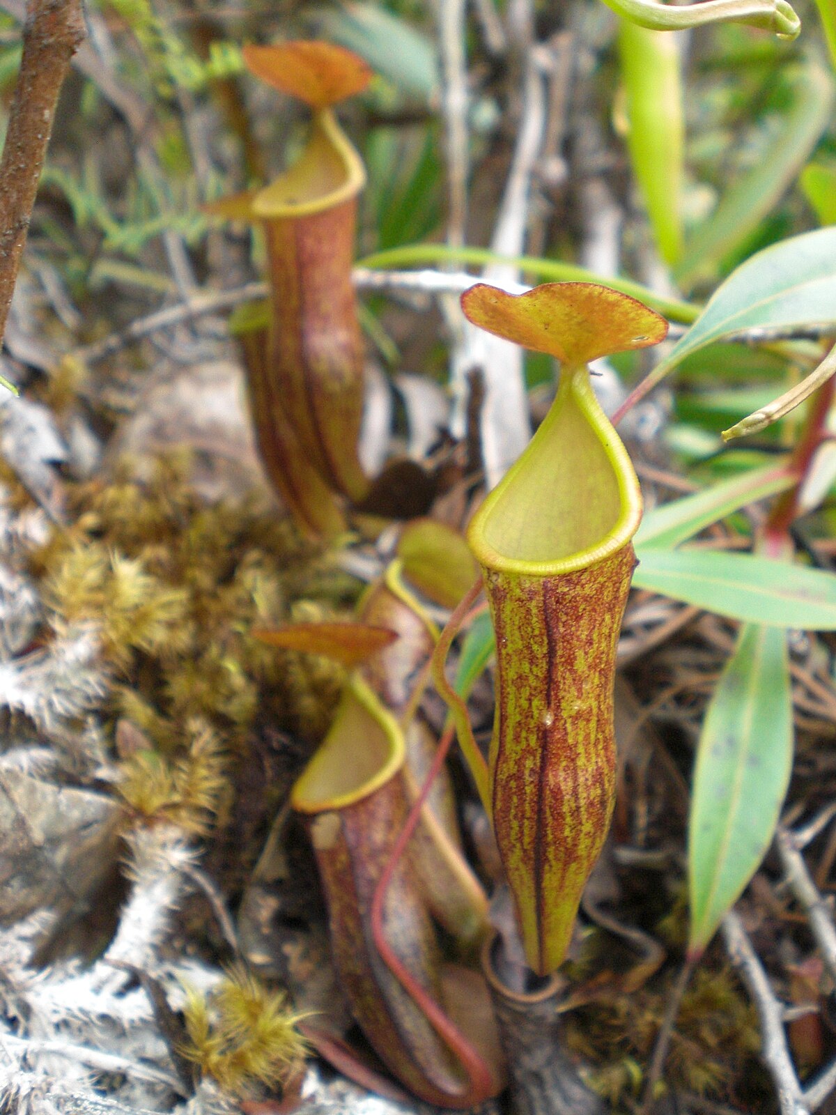 Nepenthes abgracilis