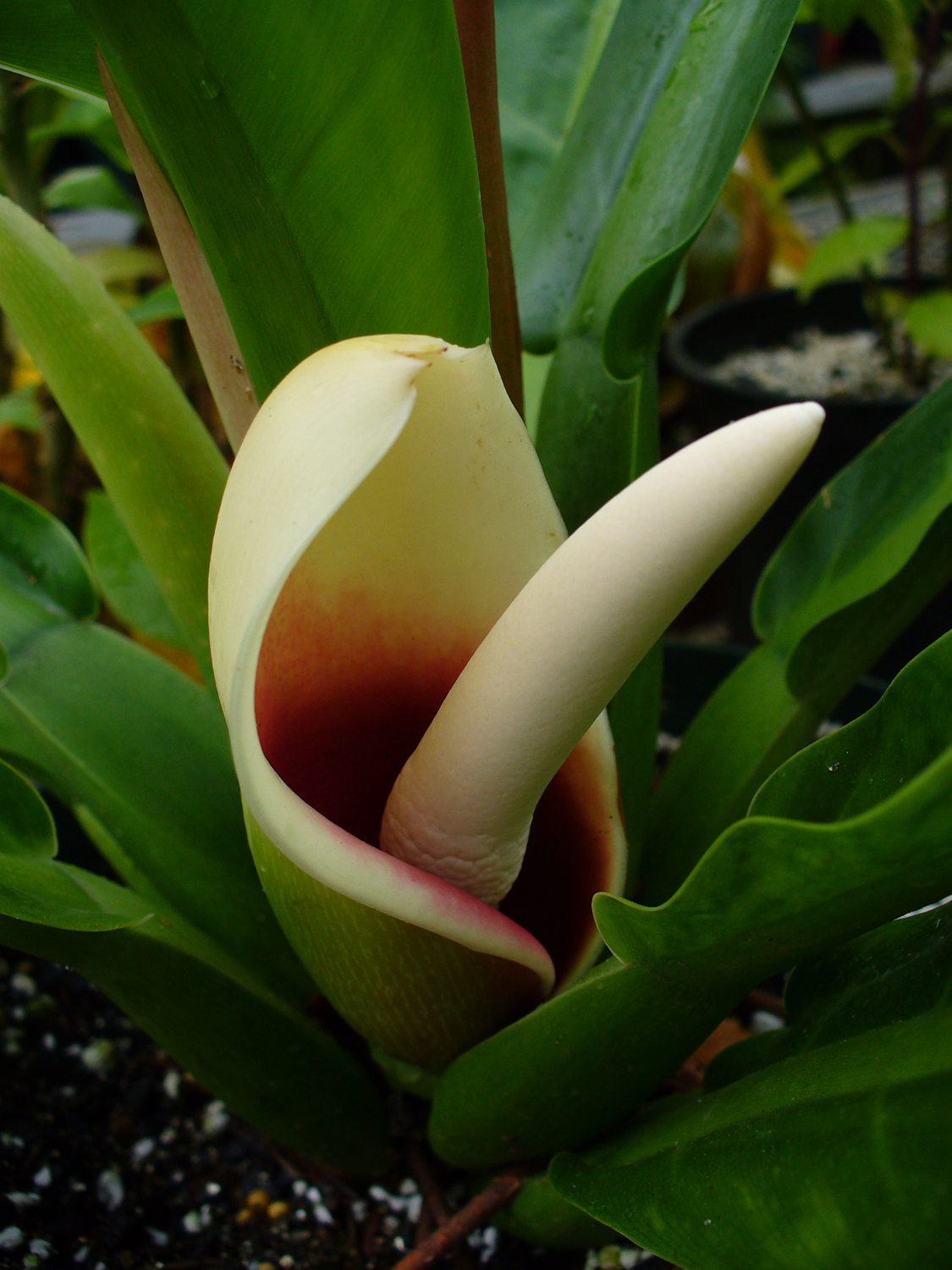 Philodendron mican