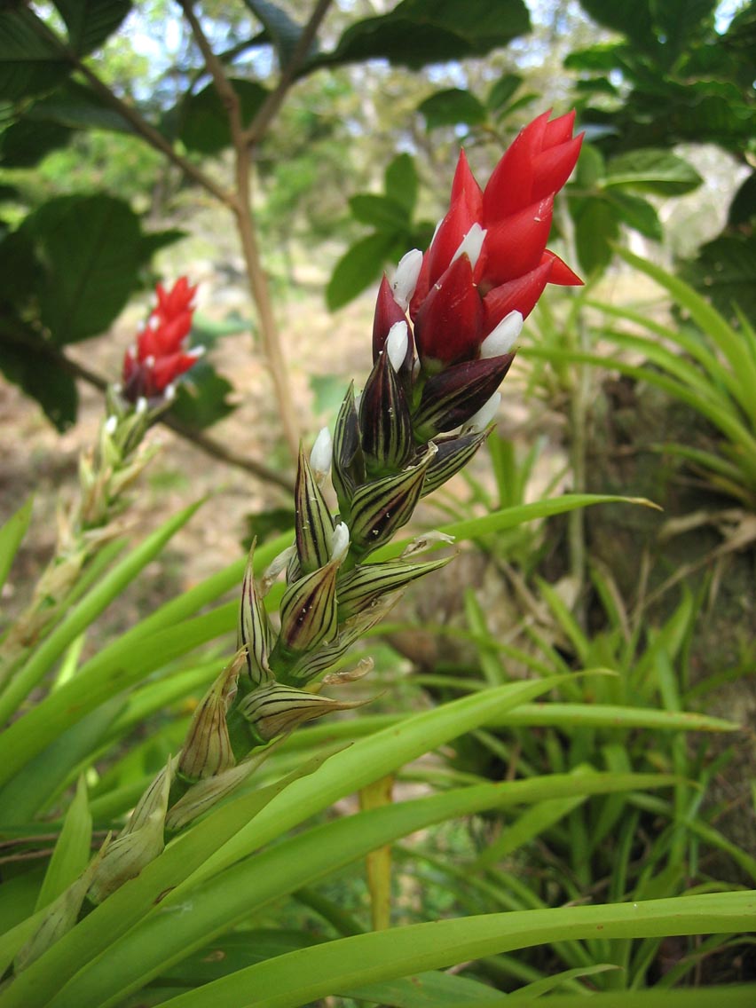 Guzmania
