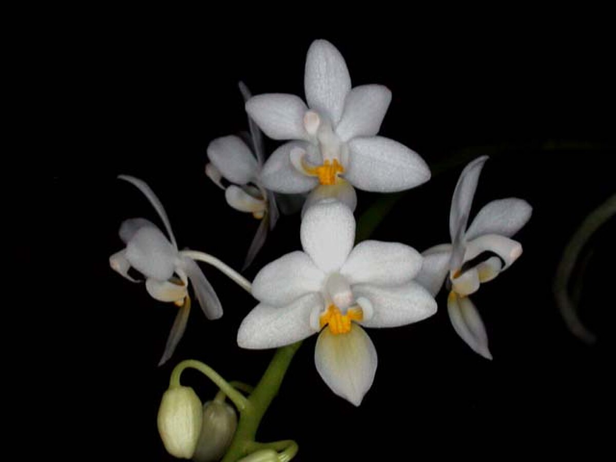 Phalaenopsis equestris