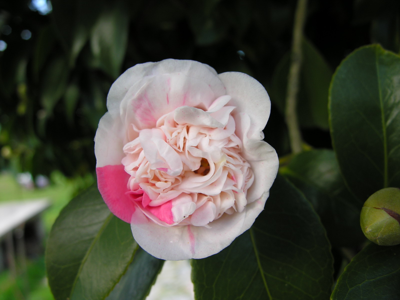 Camellia