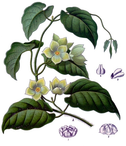 Dischidia ruscifolia