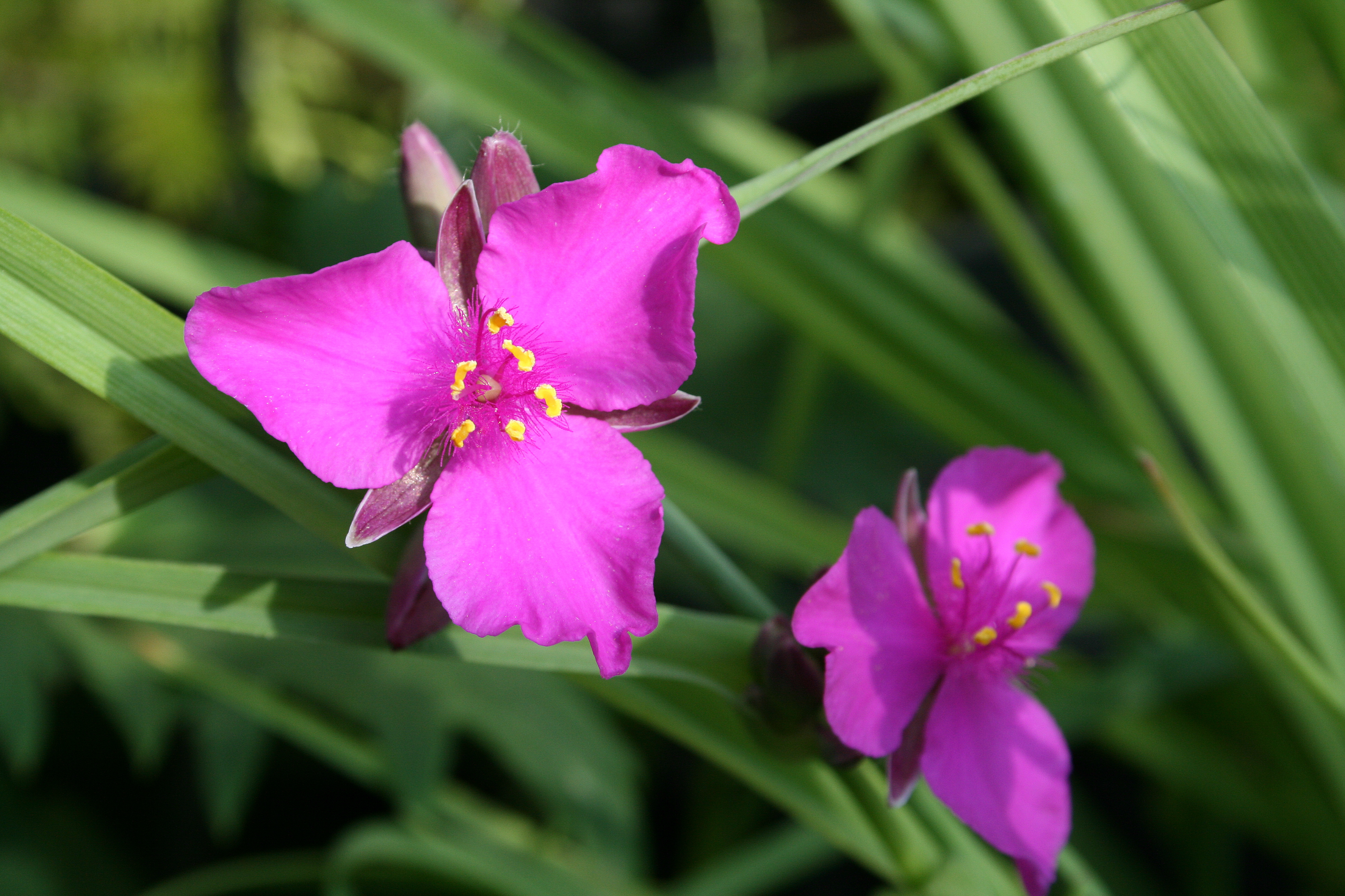 Tradescantia nanouk