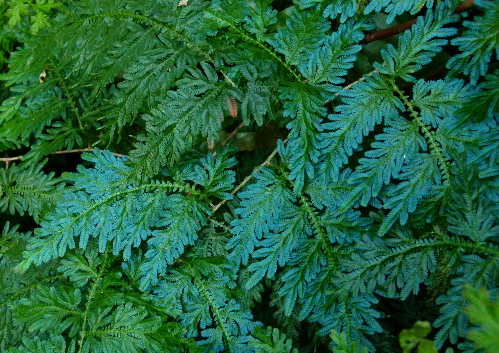 Selaginella