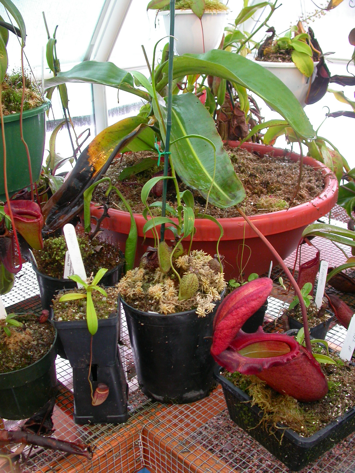 Nepenthes miranda