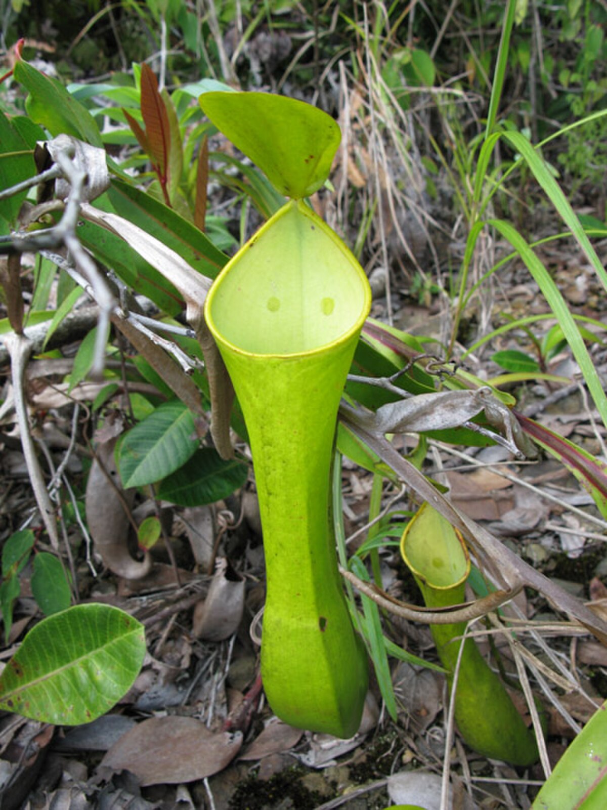 Nepenthes tobaica