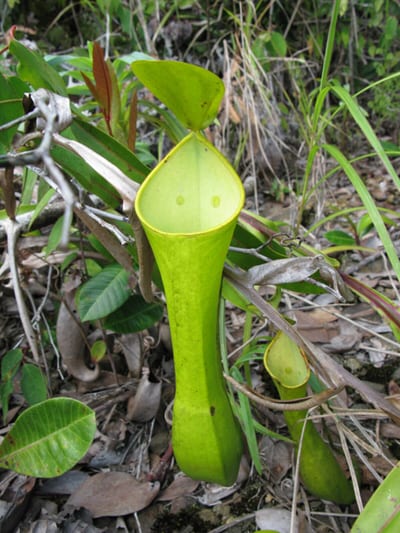 Nepenthes tobaica