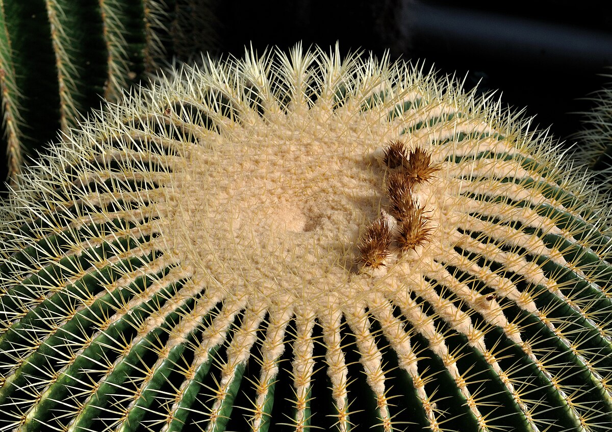 Echinocactus grusonii