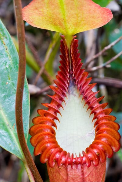 Nepenthes edwardsiana
