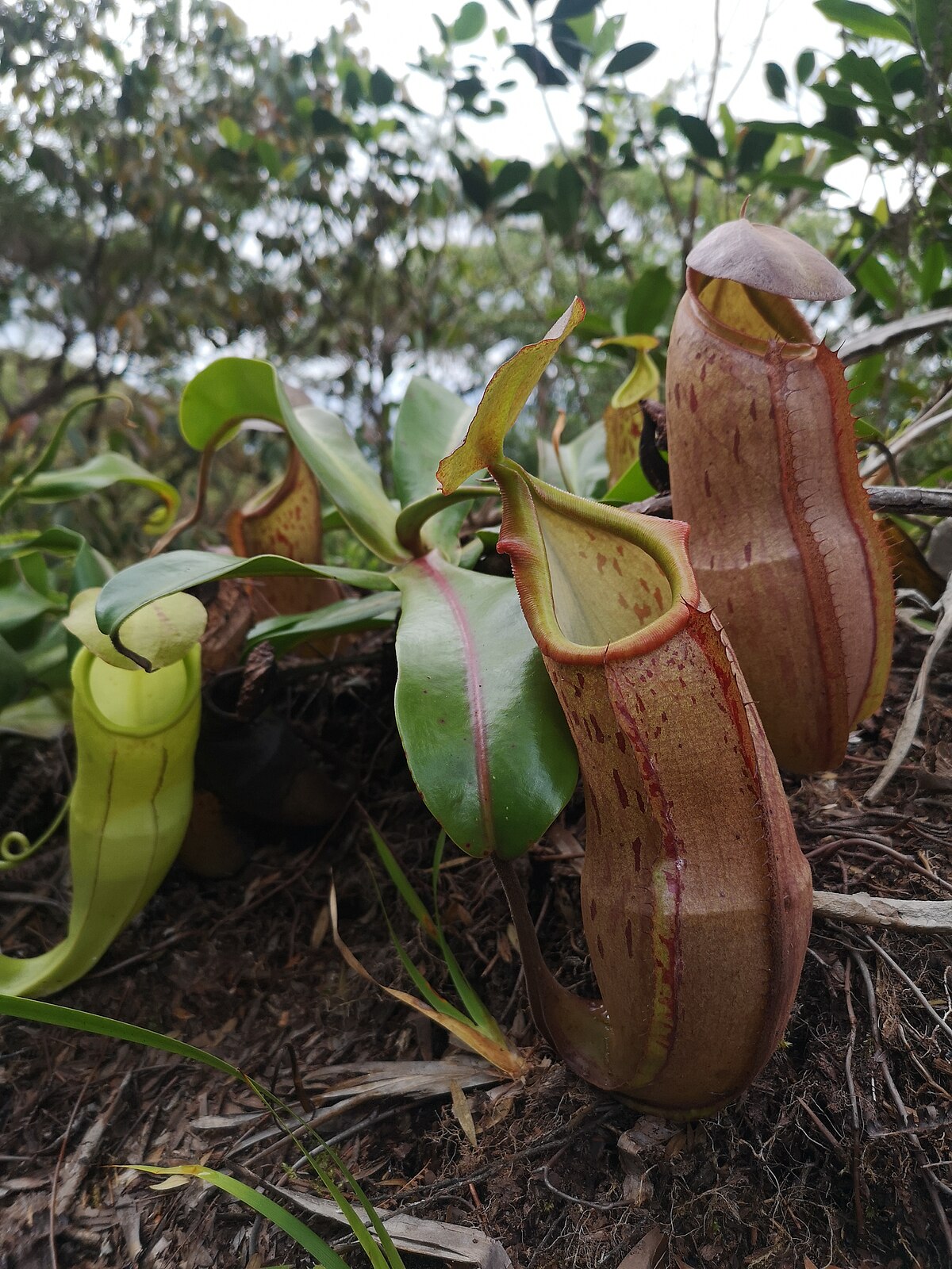 Nepenthes latiffiana
