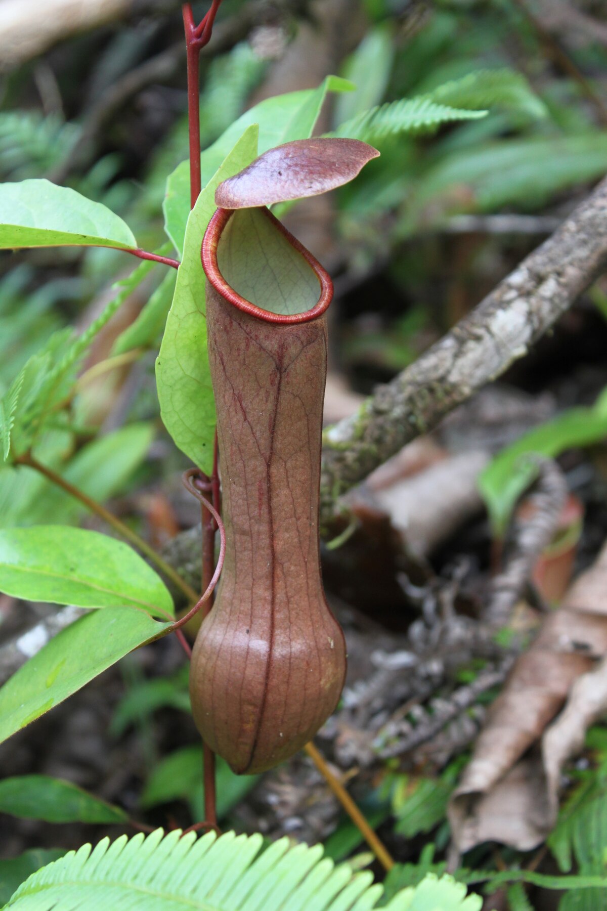 Nepenthes distillatoria
