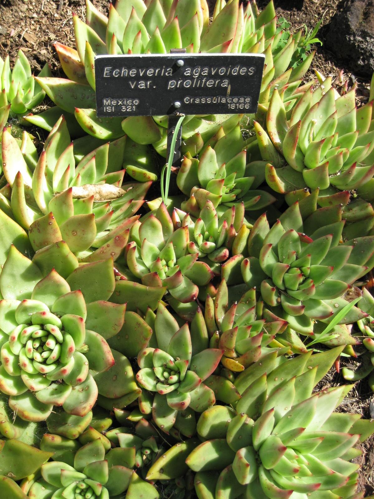 Echeveria agavoides