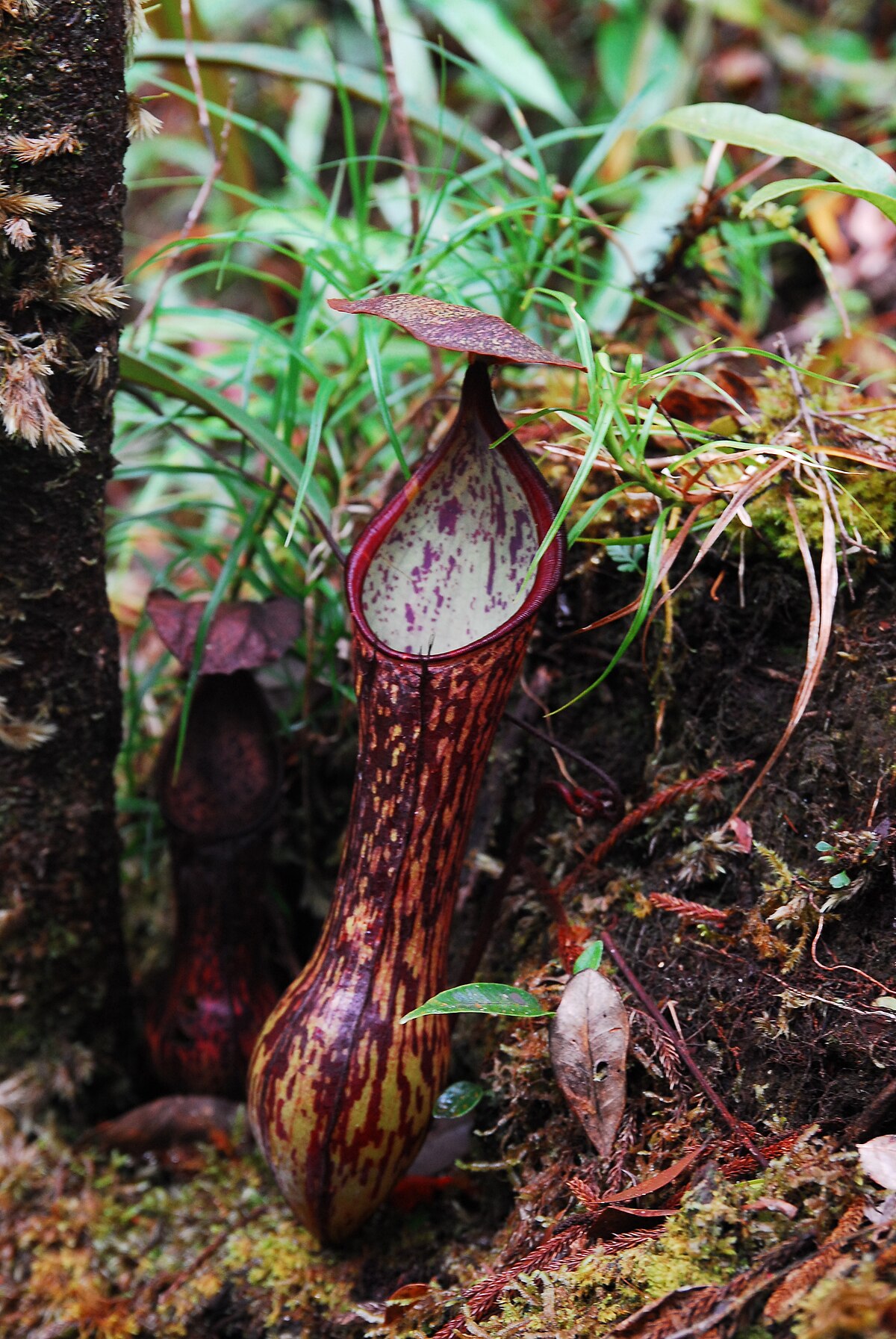 Nepenthes mindanaoensis