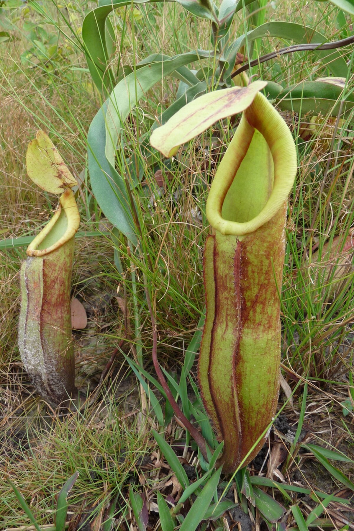 Nepenthes smilesii