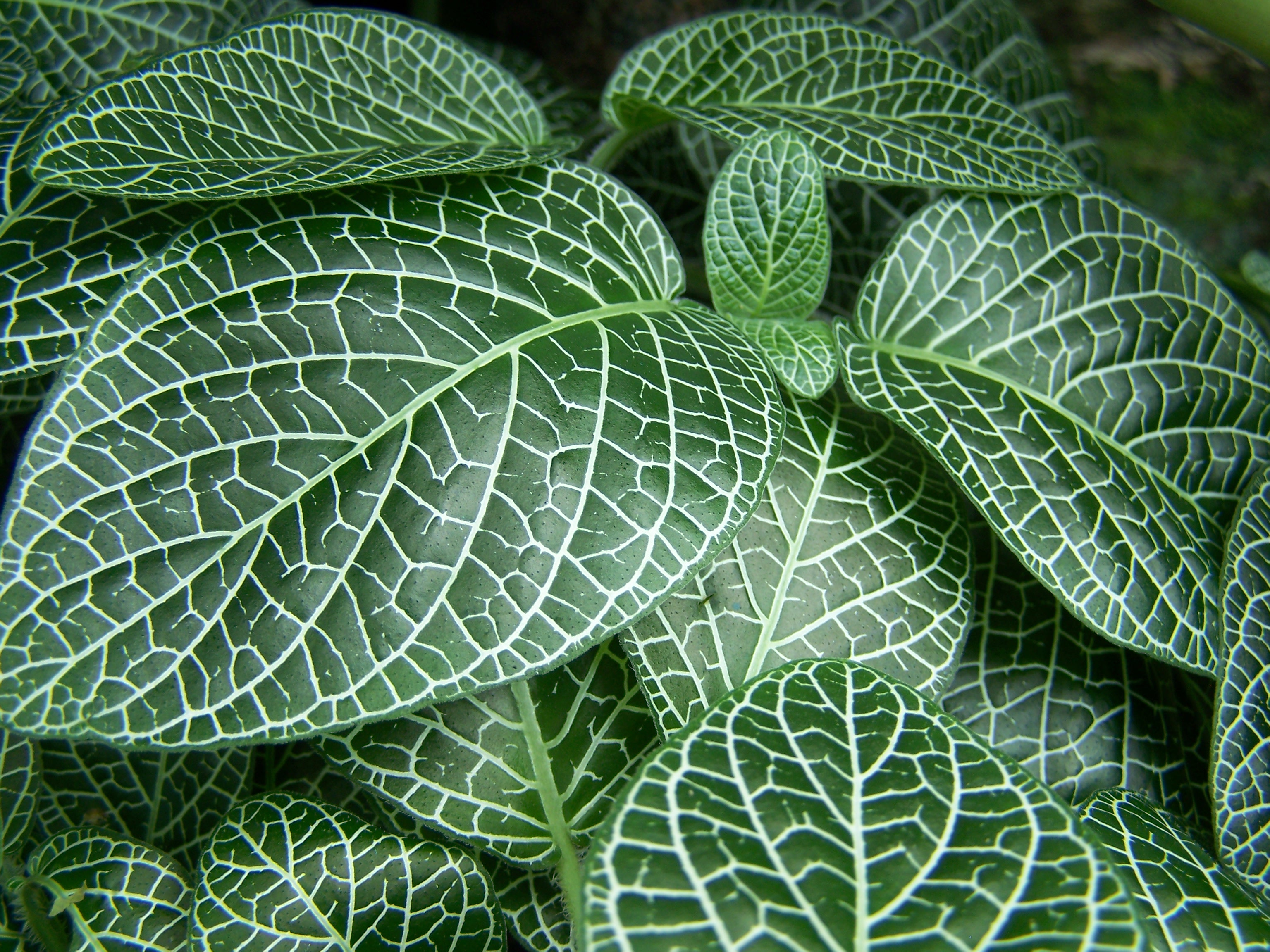 Fittonia