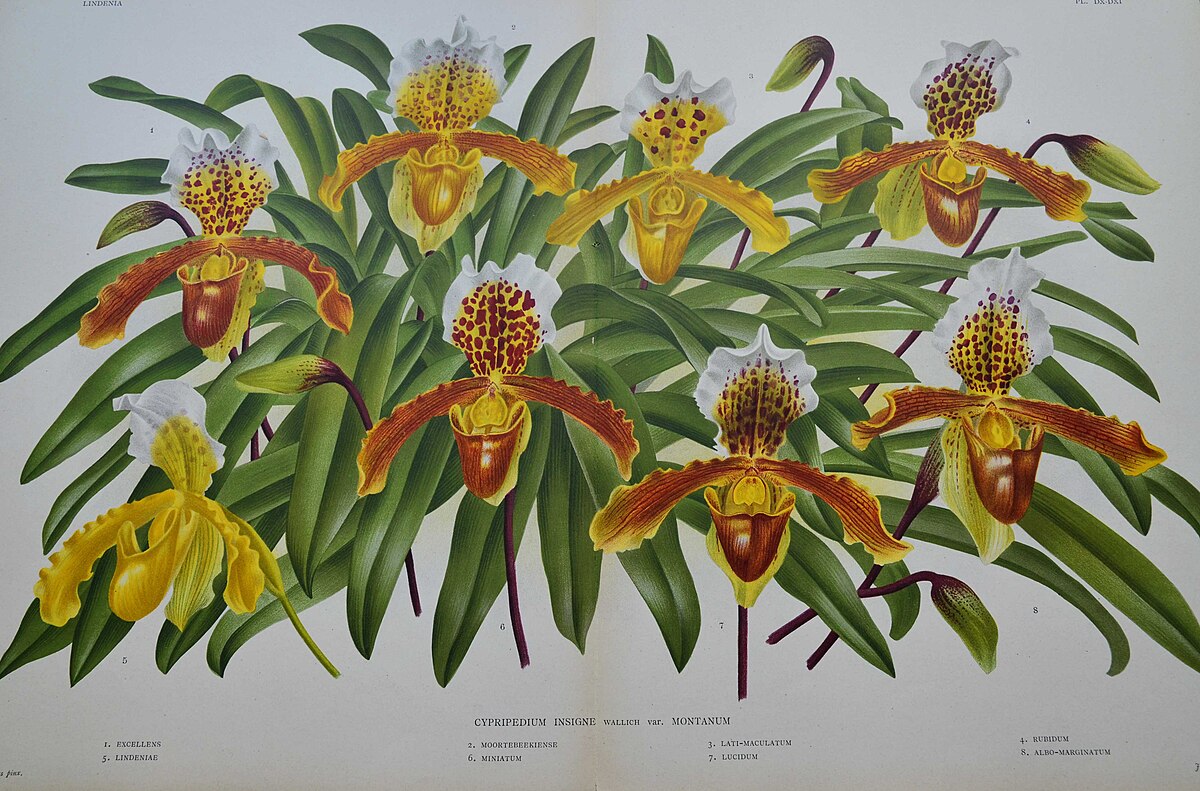 Paphiopedilum insigne