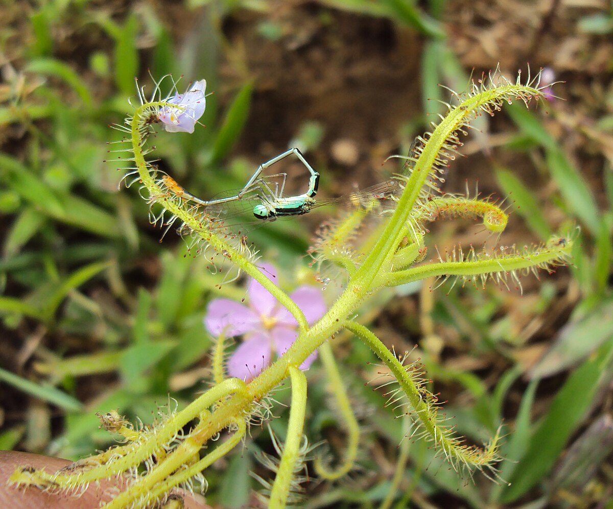 Drosera indica