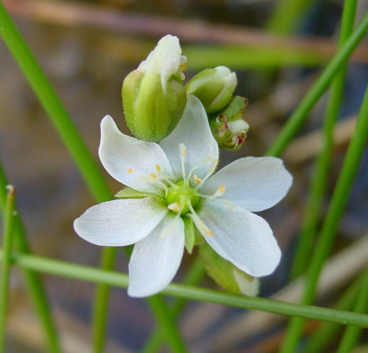 Drosera anglica