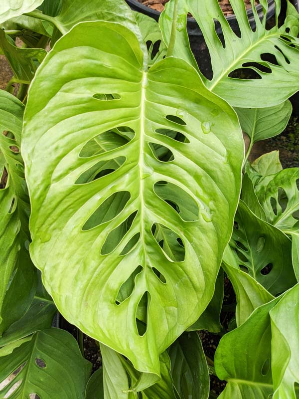 Monstera thai