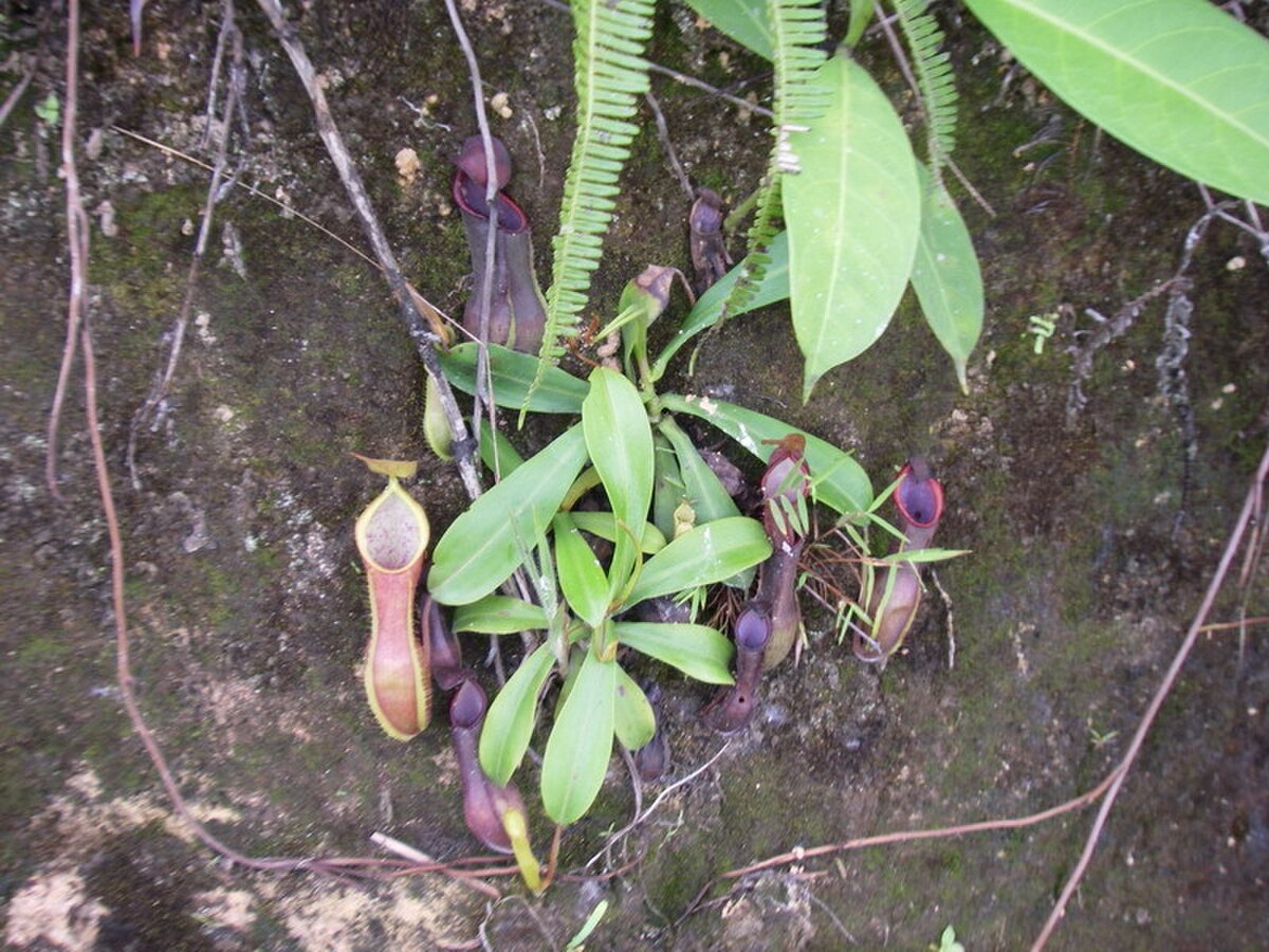 Nepenthes tobaica