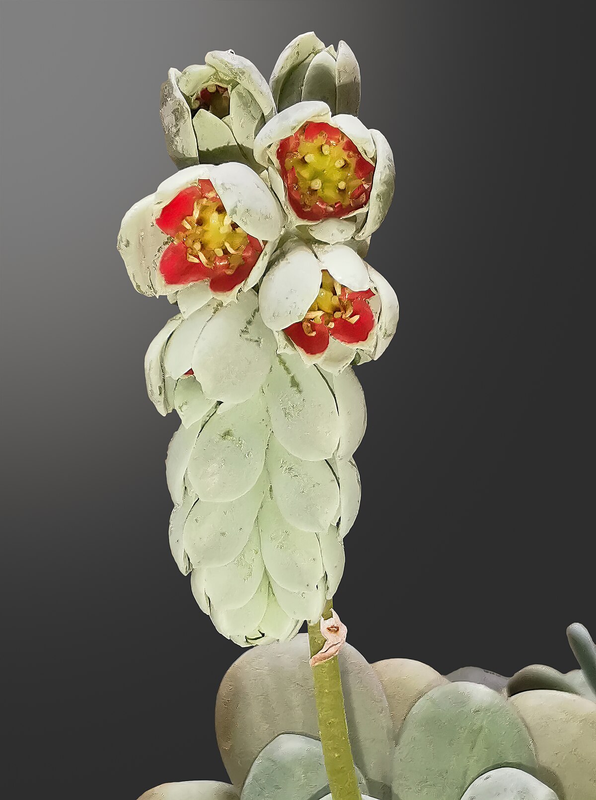 Pachyphytum oviferum