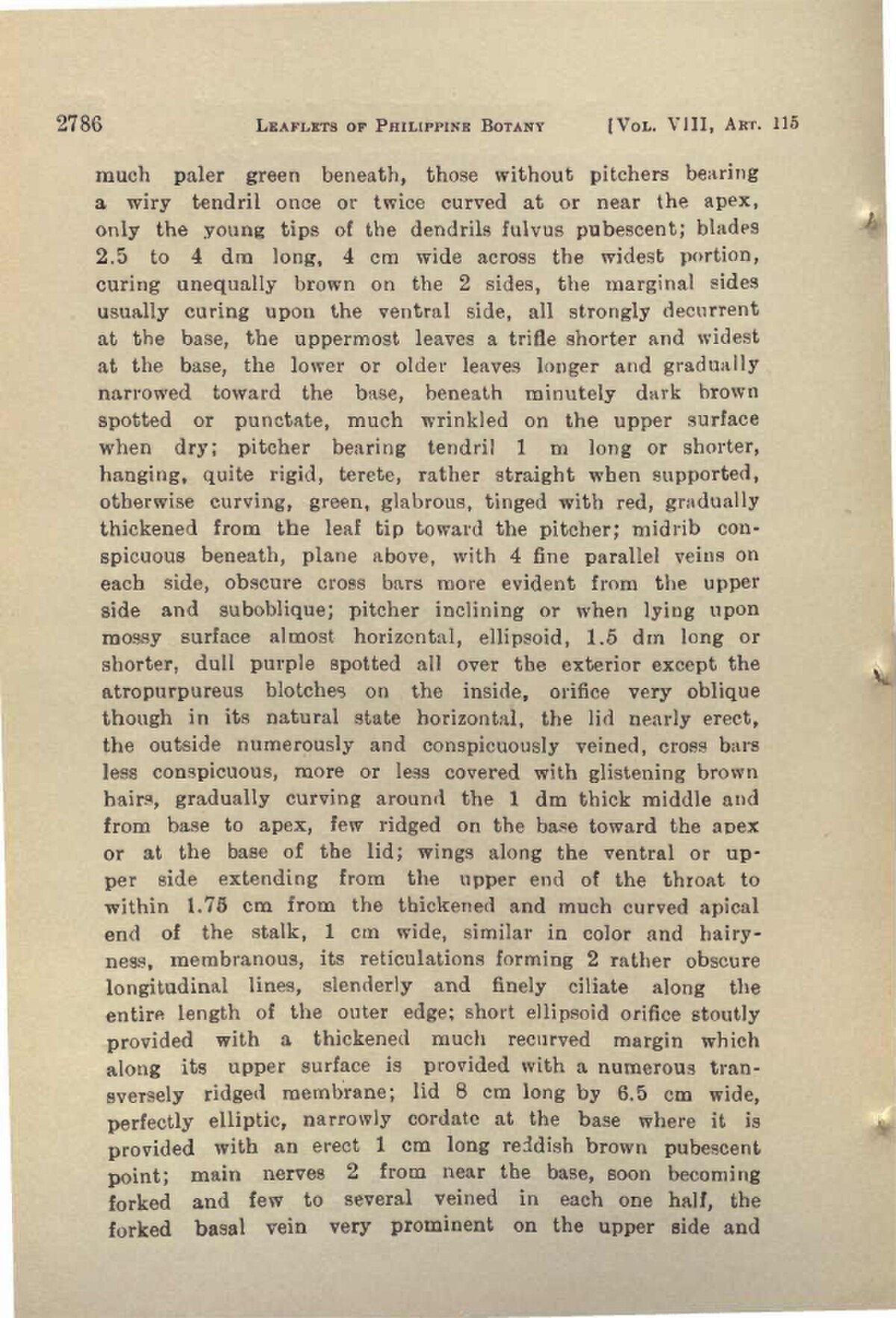 Nepenthes surigaoensis