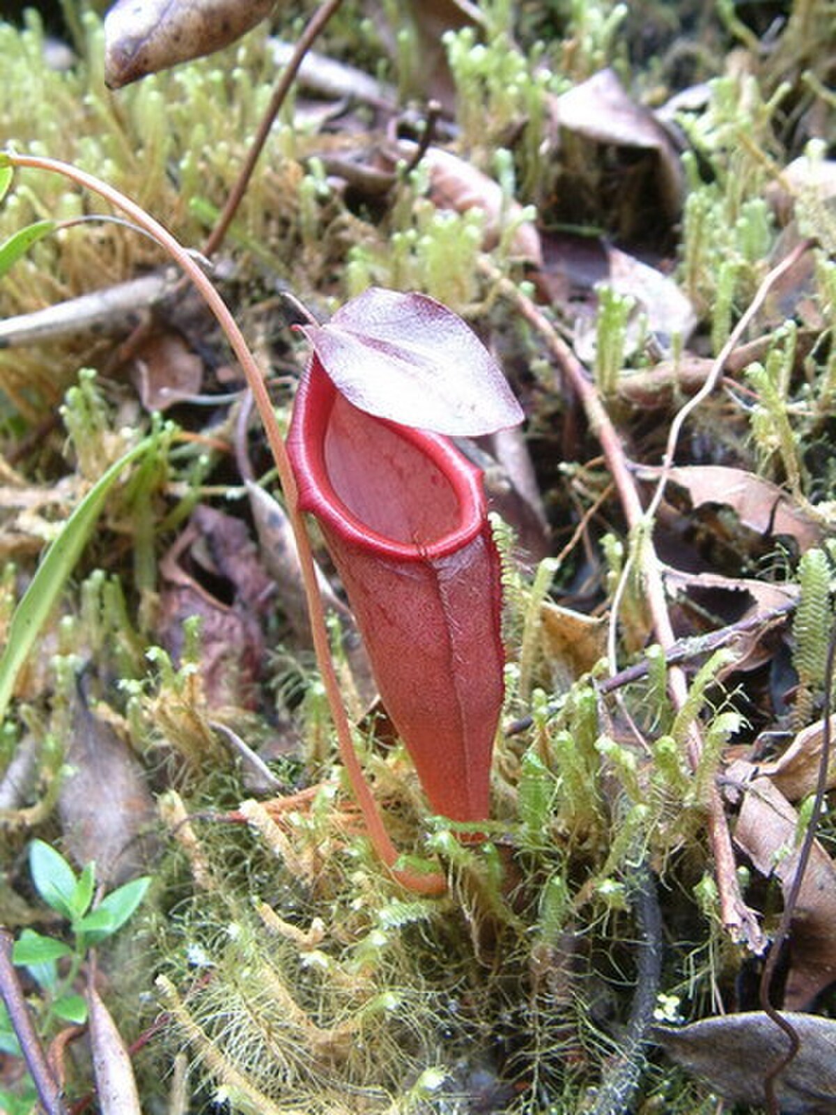 Nepenthes lingulata