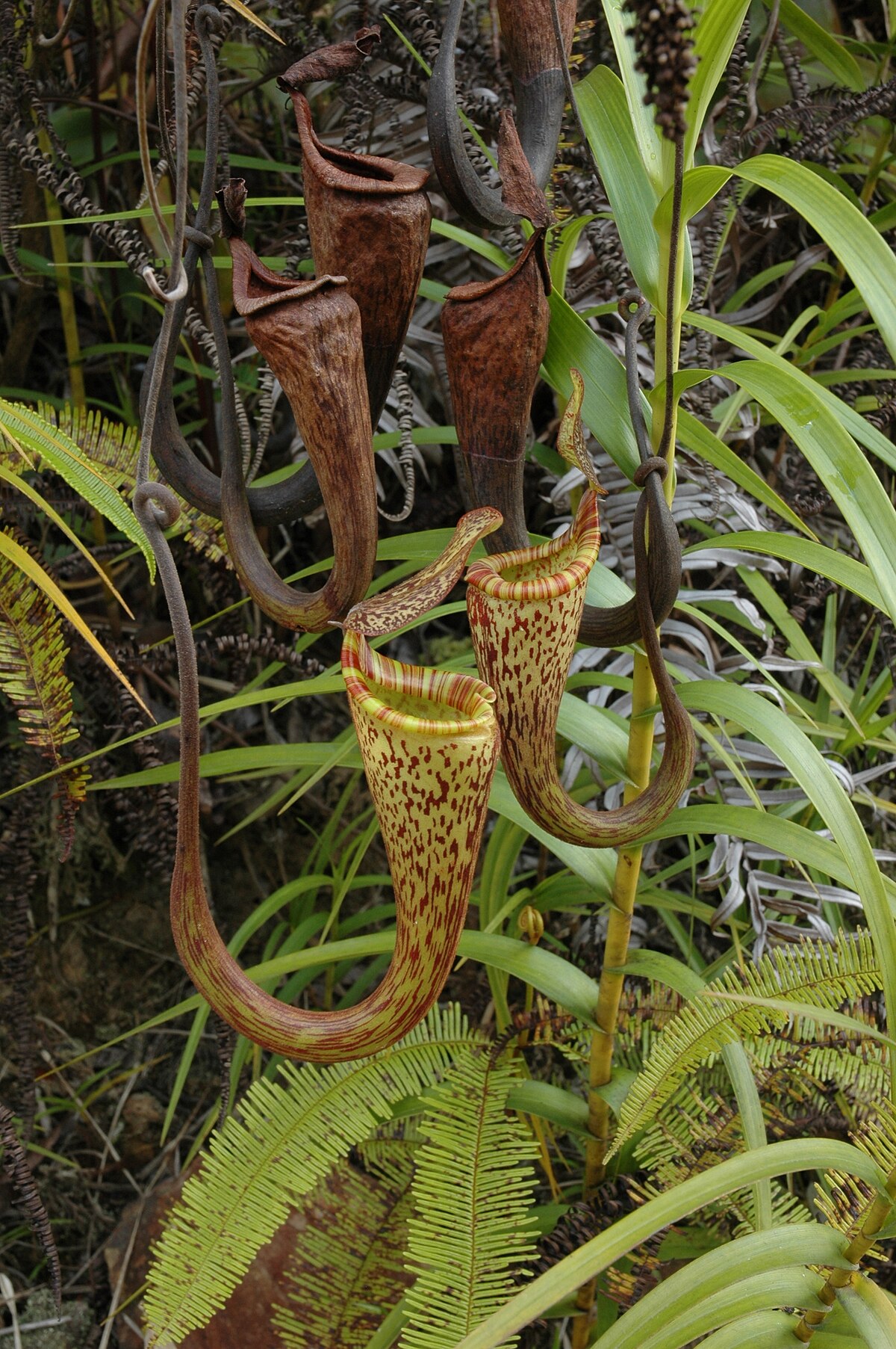 Upper pitchers of N. vogelii in the Kelabit Highlands