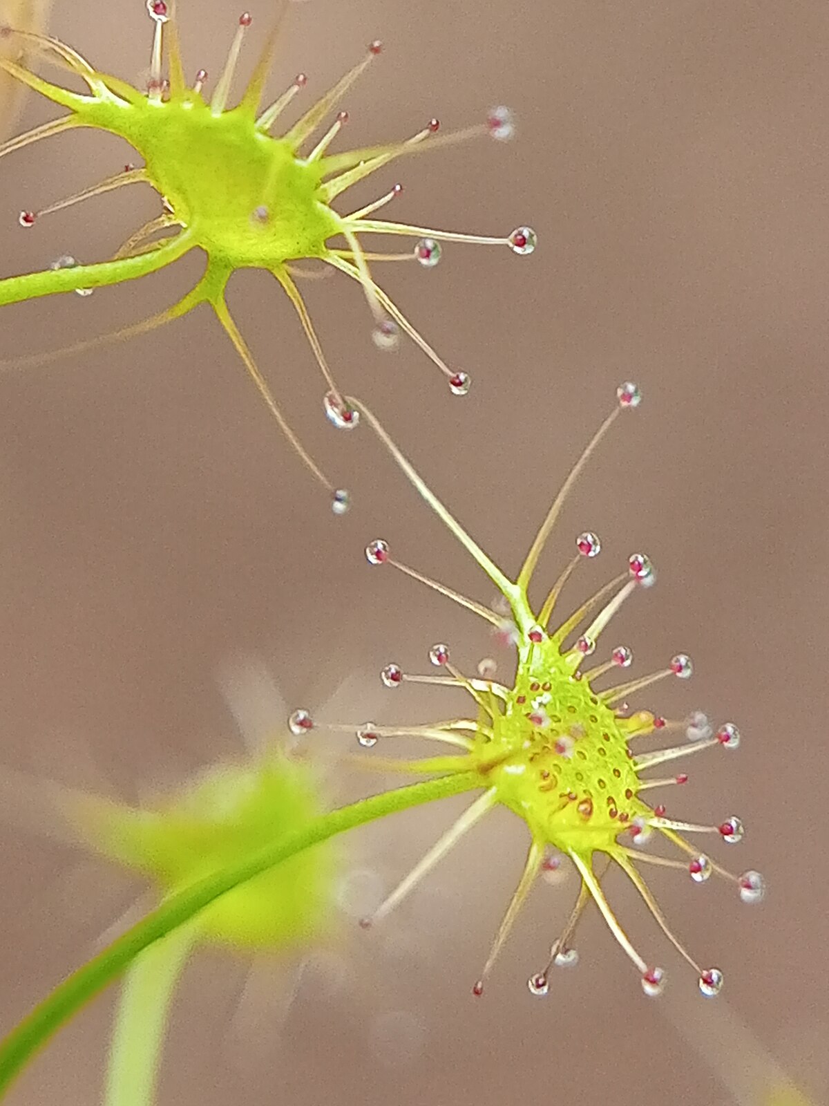Drosera lunata