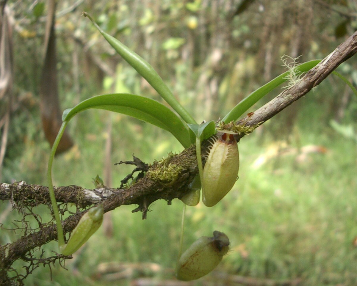 Nepenthes Aristolochioides