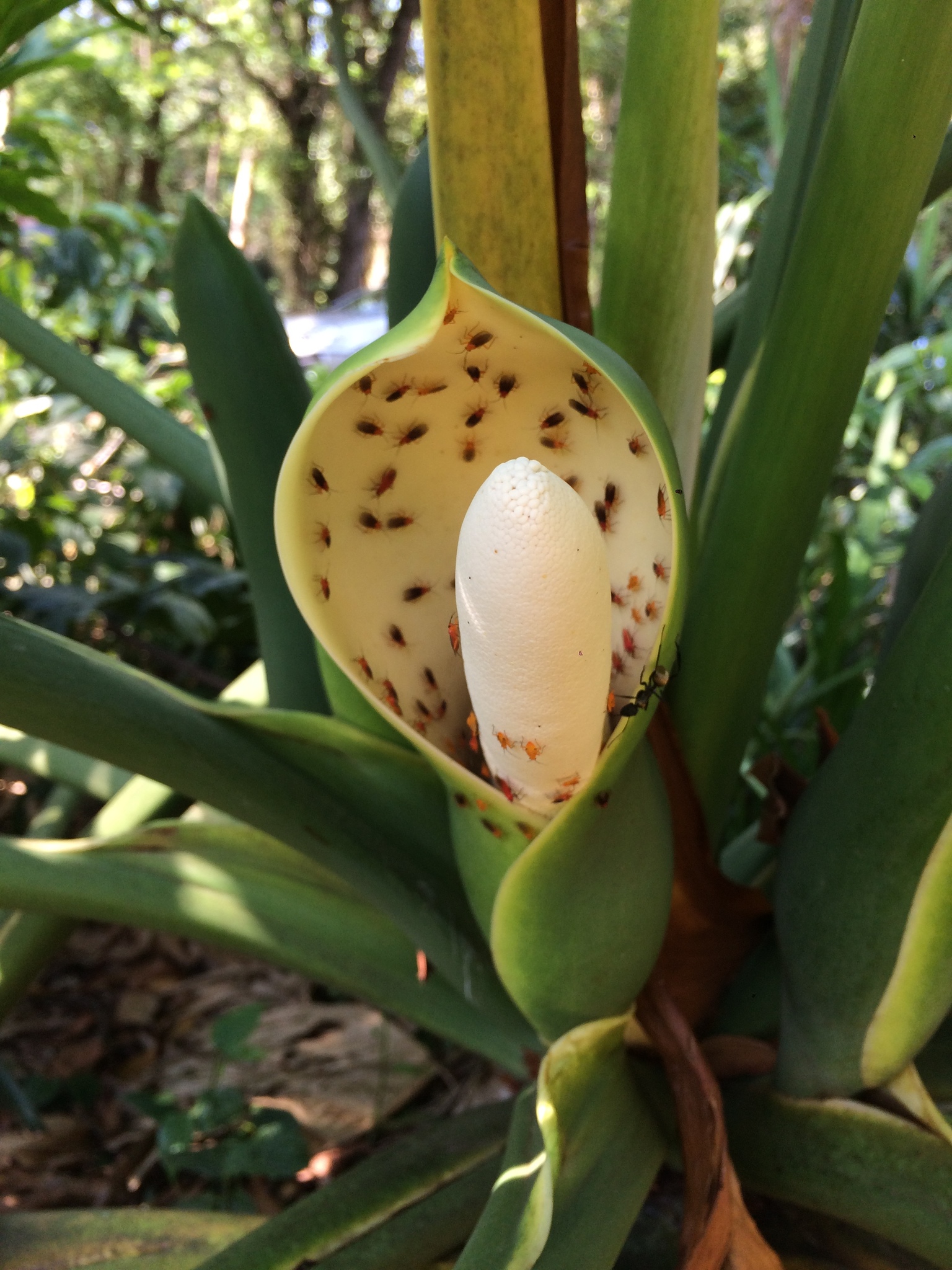 Philodendron selloum