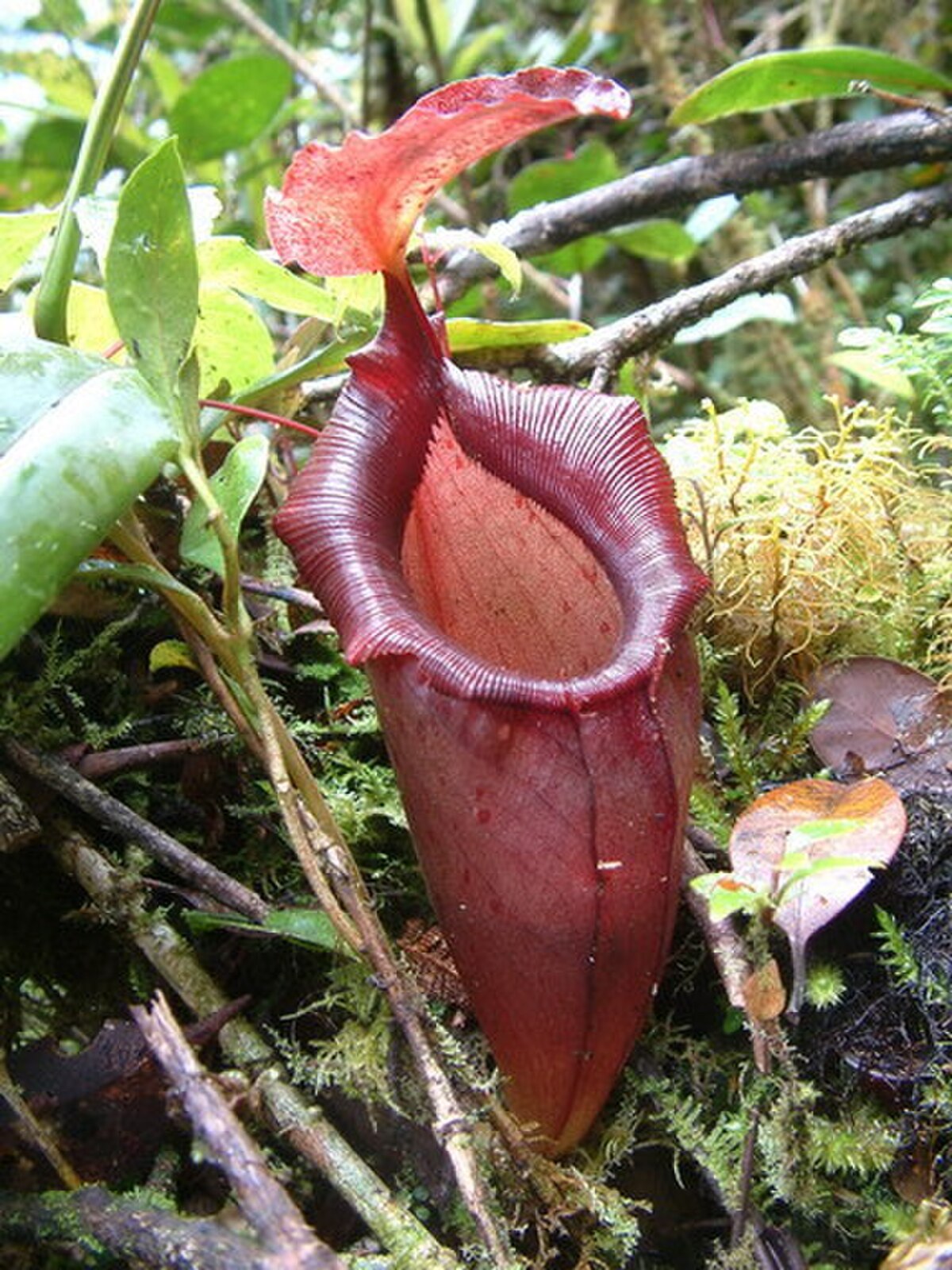 Nepenthes izumiae