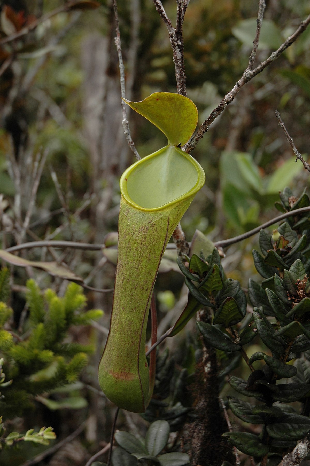 Nepenthes murudensis