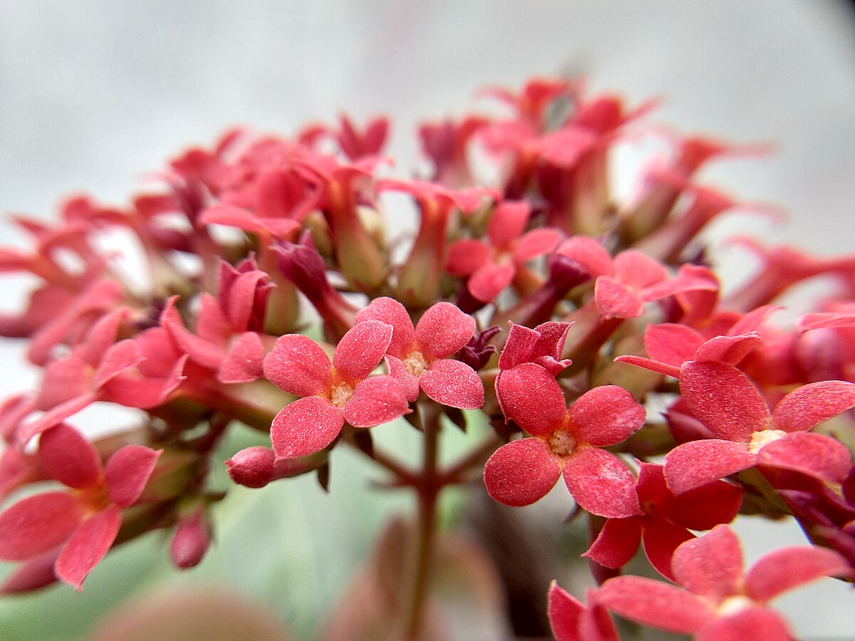 Kalanchoe blossfeldiana