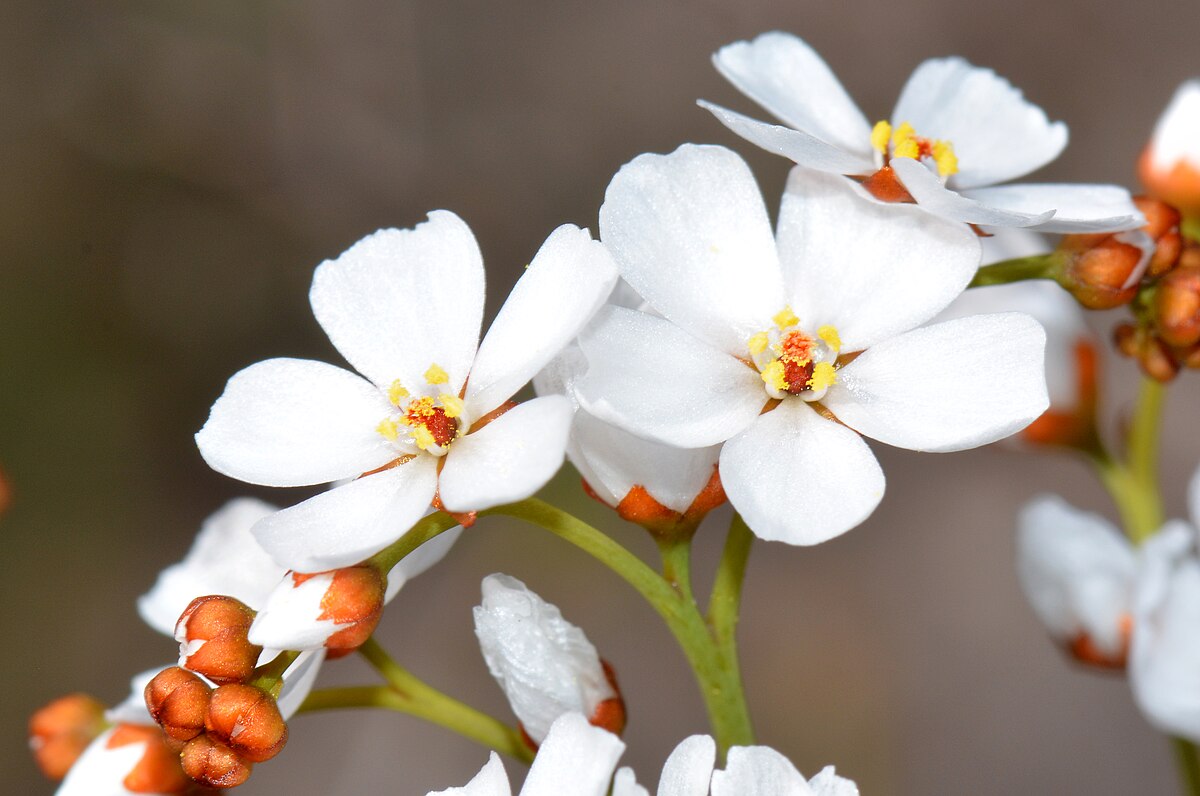 Drosera gigantea