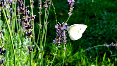 Lavandula