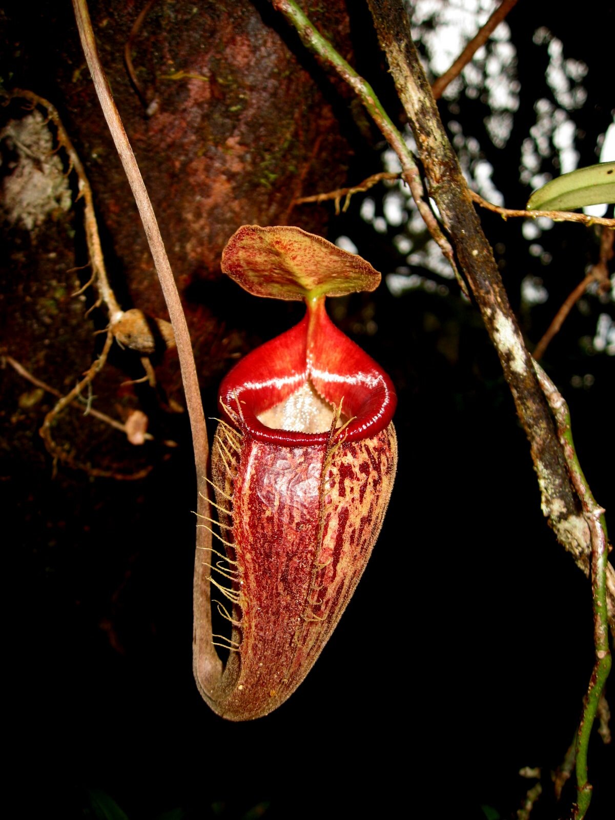 Nepenthes Talangensis