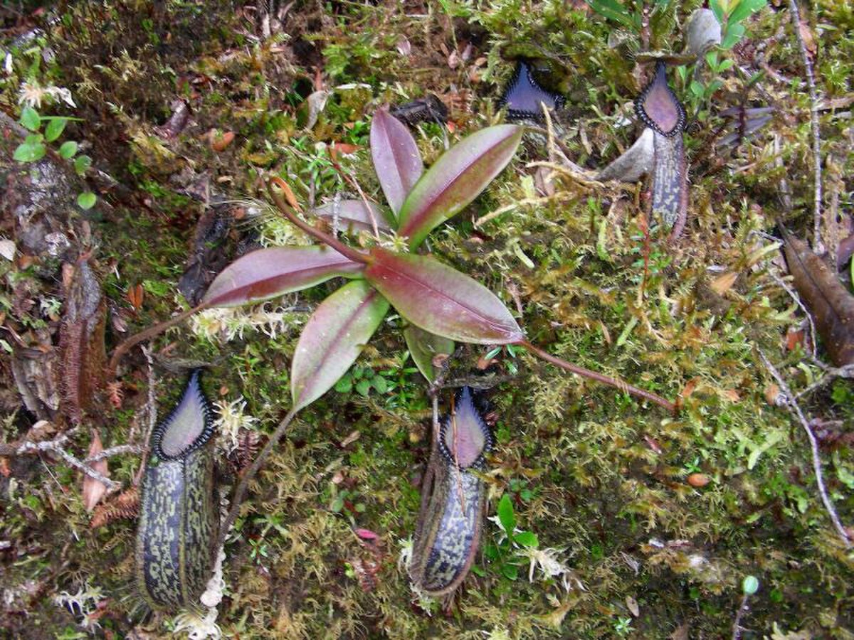 Nepenthes Hamata