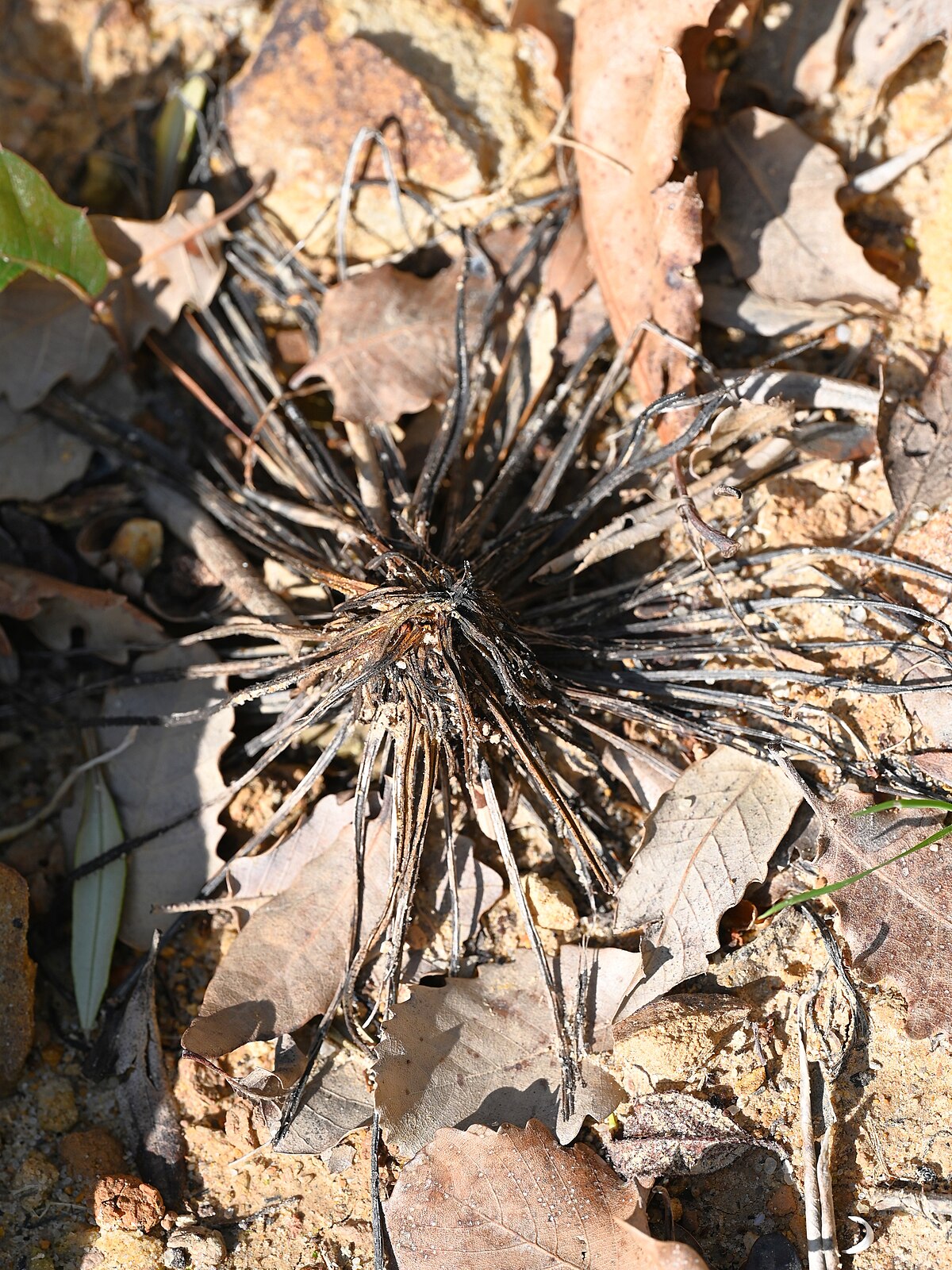 Drosophyllum lusitanicum