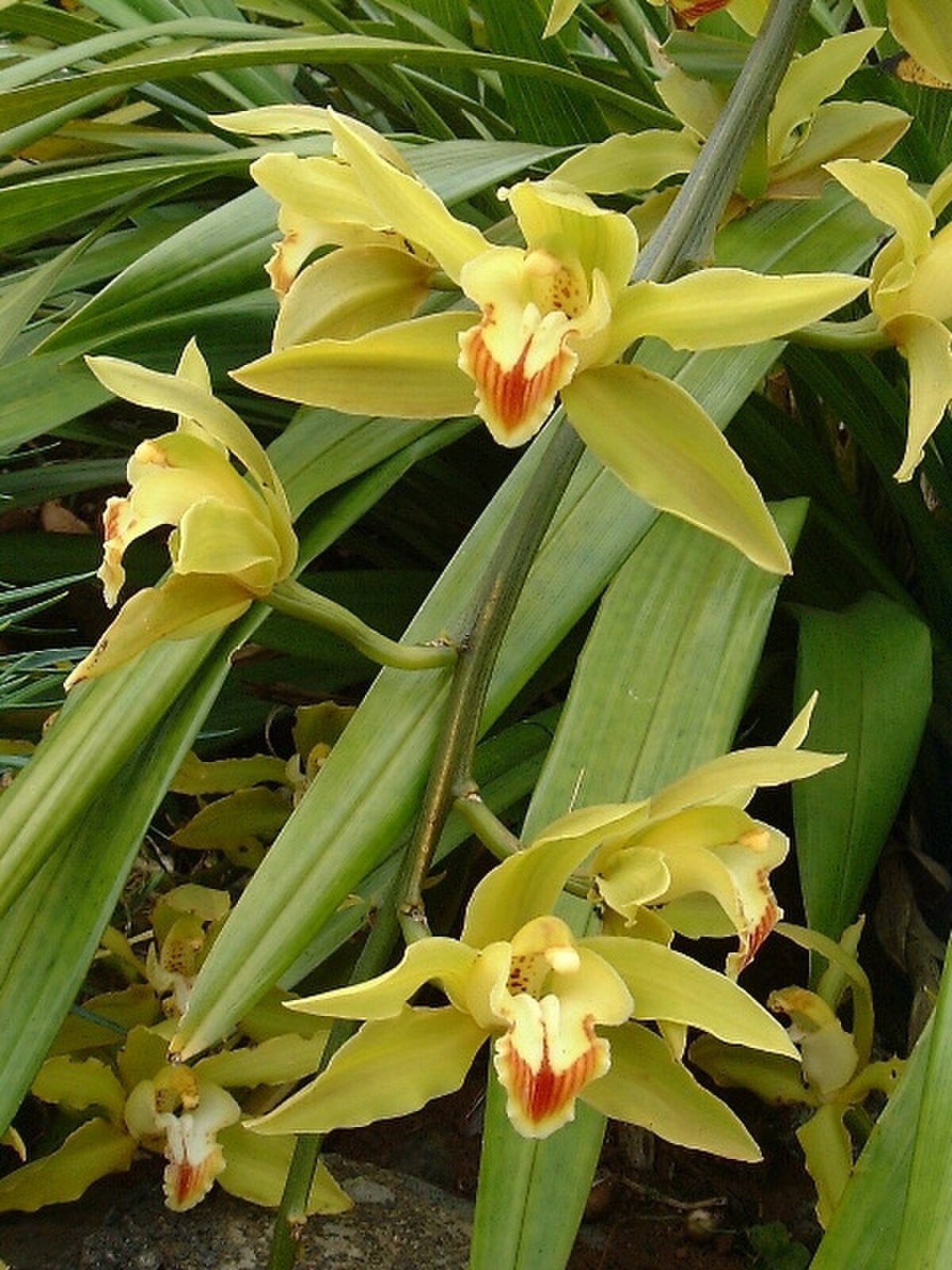 Cymbidium lowianum