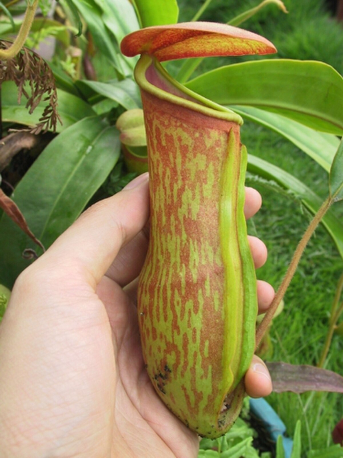 Nepenthes khasiana