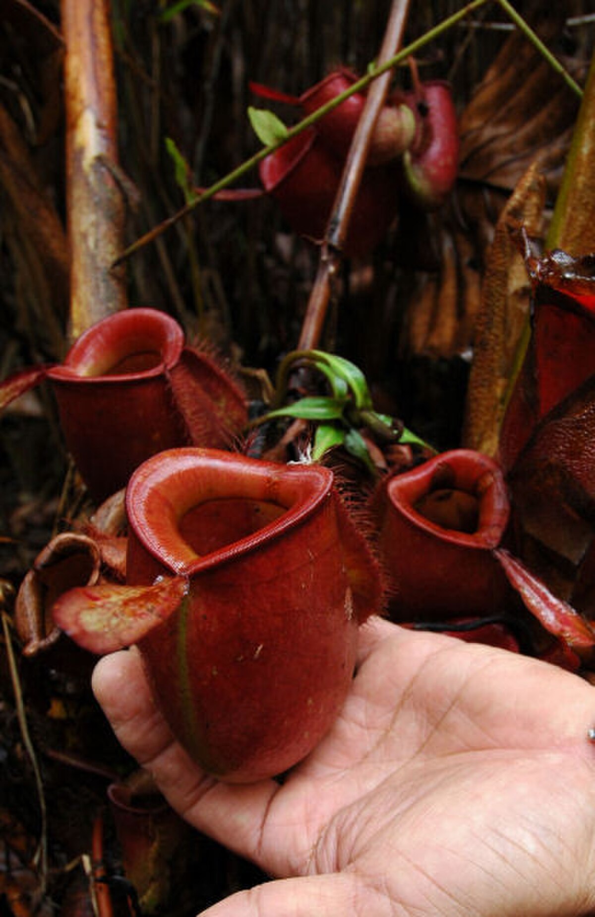A red form of N. ampullaria
