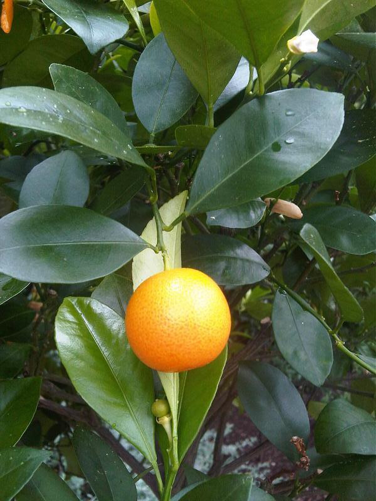 Citrus sinensis