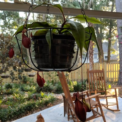 Nepenthes Viking