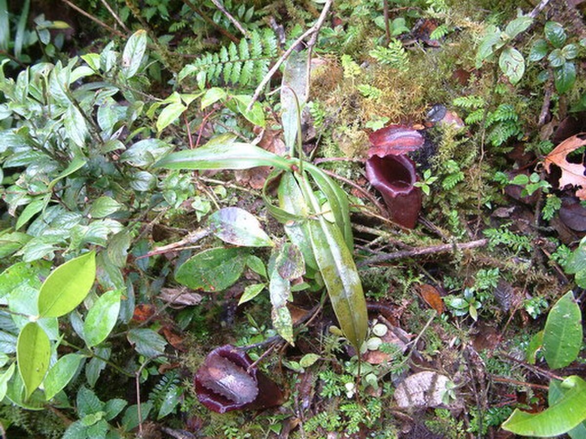 Nepenthes jacquelineae