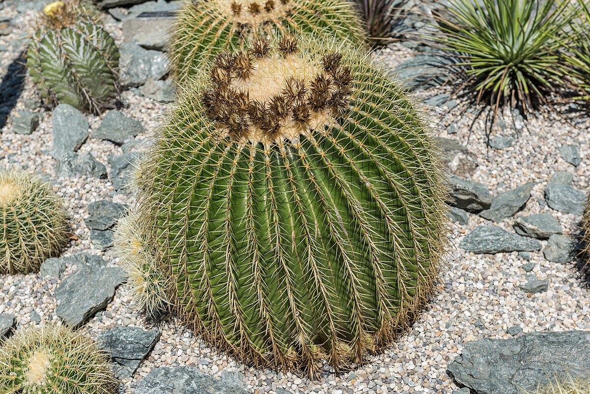 Echinocactus grusonii