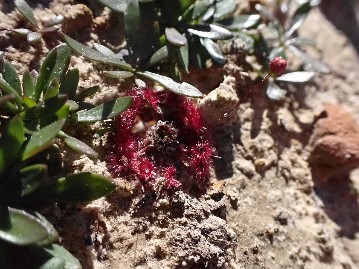 Drosera pygmaea